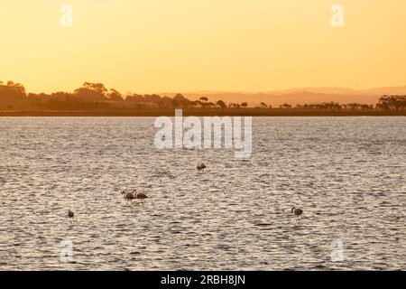 Flamingos in the protected area of La Laguna de Rocha in La Paloma, Uruguay. Stock Photo