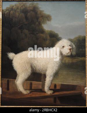 white-poodle-in-a-punt-1780-by