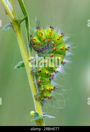 Emperor Moth caterpillar - Saturnia pavonia Stock Photo