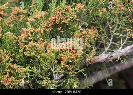 Juniperus virginiana with yellow male cones close up.  Eastern Red Cedar (Juniperus virginiana) Male cones are small and have a dull mustard yellow co Stock Photo
