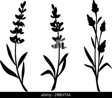 Lavender flowers. Black silhouettes of lavender flowers isolated on a white background. Branches of lavender. Set of vector illustrations Stock Vector