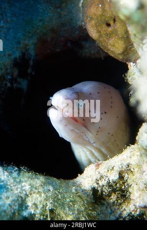 Magnificent geometric moray in vibrant coral reef, showcasing underwater wildlife. Stock Photo