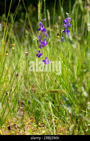 Delphinum ajacis in the meadow. Provence, south of France Stock Photo