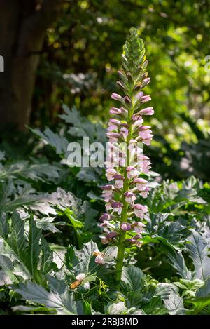 Acanthus mollis Bear's Breeches a spring summer flowering plant with a white summertime flower and a purple hood which open in July and August and is Stock Photo