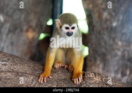 Ecuadorian squirrel monkey Saimiri cassiquiarensis macrodon at botanical garden, Guayaquil, Ecuador. a monkey is sitting on a tree. Stock Photo