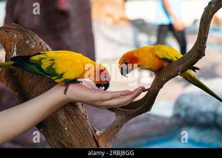Sun conure birds eating food on hand. Feeding sun conure birds. Stock Photo