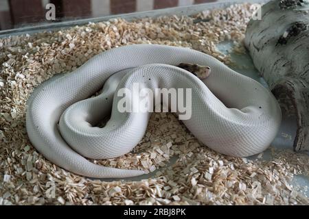 a white python lying curled up on sawdust in a terrarium Stock Photo