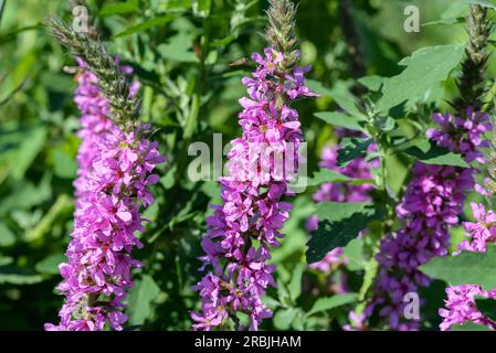 Lythrum salicaria, purple loosestrife purple flowers closeup selective focus Stock Photo