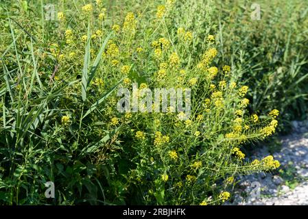 Rhamphospermum arvense, wild mustard yellow flowers  closeup selective focus Stock Photo