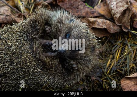 A native, wild European hedgehog curled up in an autumn leaf. Up close. Stock Photo