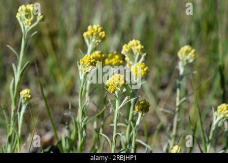 Helichrysum arenarium, dwarf everlast,  immortelle summer yellow flowers closeup selective focus Stock Photo