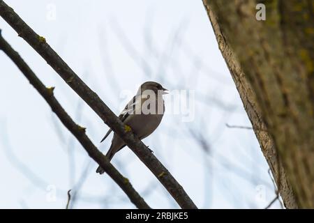 Common chaffinch sits on a tree. Beautiful songbird Common chaffinch in wildlife. The common chaffinch or simply the chaffinch, latin name Fringilla c Stock Photo