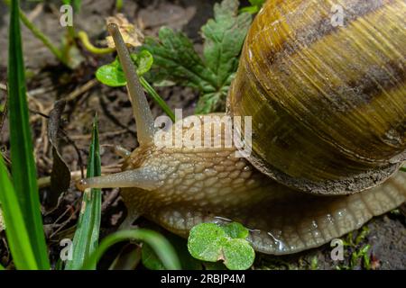 Helix pomatia also Roman snail, Burgundy snail, edible snail or escargot, is a species of large, edible, air-breathing land snail, a terrestrial pulmo Stock Photo