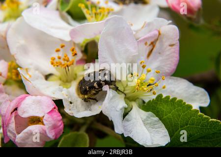 Pests of the orchard. Epicometis hirta eats an apple flower. Spring garden agriculture. Stock Photo