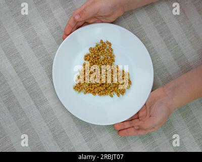 Sprouted wheat in child's hands on linen background. Macrobiotic food sprouts vegetarian meal. Healthy diet concept. Home growing plants in spring. Fr Stock Photo