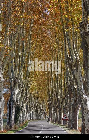 Autumnal avenue of plane trees in Cereste, Alpes-de-Haute-Provence, Provence-Alpes-Côte d'Azur, France Stock Photo