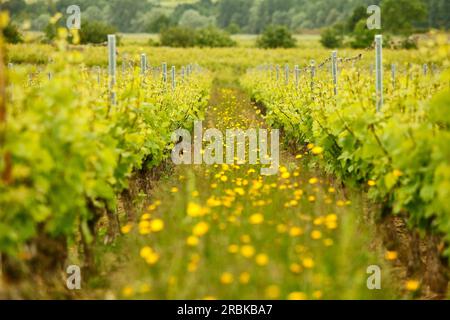 Buttercups line a path between grapevines in a French vineyard Stock Photo