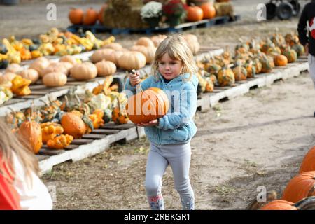 little girl carrying pumpkin in pumpkin patch in the fall Stock Photo