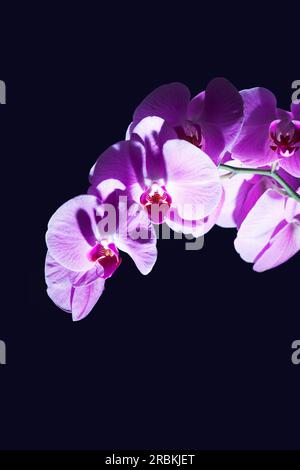 Stalk of a pink orchid with several blossoms Stock Photo