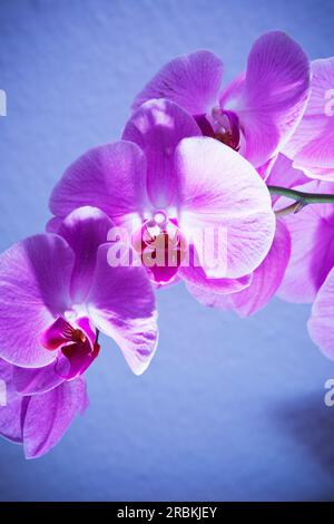 Stalk of a pink orchid with several blossoms Stock Photo