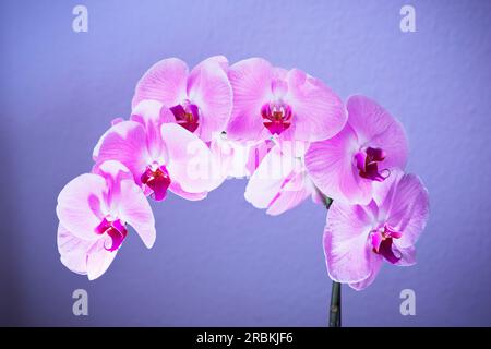 Stalk of a pink orchid with several blossoms Stock Photo