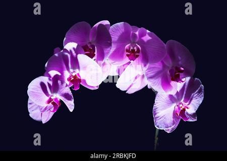 Stalk of a pink orchid with several blossoms Stock Photo