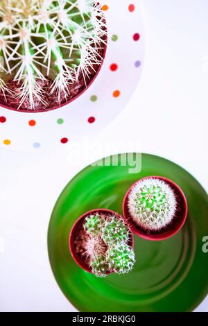 Top view of three cacti on plates Stock Photo