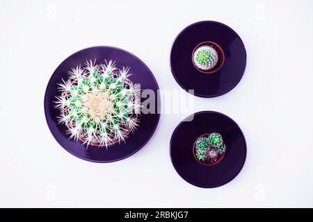 Top view of three cacti on black plates Stock Photo