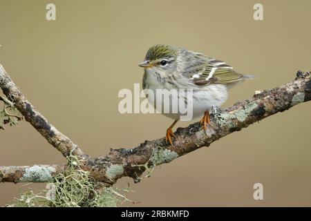 blackpoll warbler (Setophaga striata, Dendroica striata), female perching on a lichened branch, USA, Texas Stock Photo