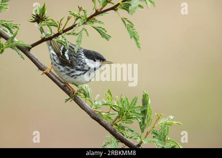 blackpoll warbler (Setophaga striata, Dendroica striata), male perching on a branch, USA, Texas Stock Photo