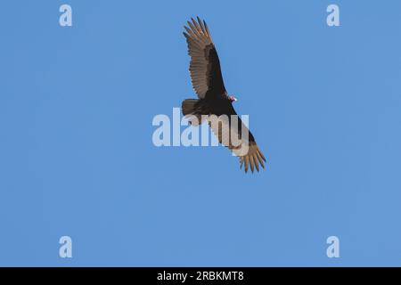 turkey vulture (Cathartes aura), soaring in thermal lift, view from below, USA, Arizona, Cave Creek Stock Photo