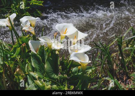 common calla lily, Jack in the pulpit, florist's calla, Egyptian lily, Arum Lily (Zantedeschia aethiopica, Calla aethiopica), bluehend at creek Stock Photo