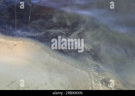 Scotch pine, Scots pine (Pinus sylvestris), pollen of pine on water surface of a forest pond, Sweden Stock Photo