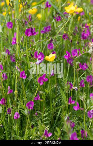 Common vetch (Vicia angustifolia ssp. segetalis, Vicia segetalis, Vicia sativa subsp. segetalis), blooming, Germany Stock Photo