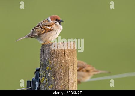 Eurasian tree sparrow (Passer montanus), perching fluffed up on a wooden post, side view, Germany, Hesse Stock Photo