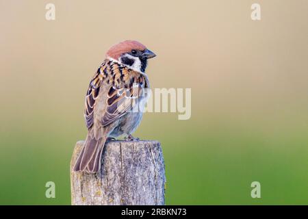 Eurasian tree sparrow (Passer montanus), perching on a wooden post, Germany, Hesse Stock Photo