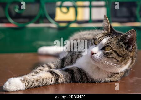 Lazy cat chilling on a table, Burano, Venice, Italy, Europe Stock Photo