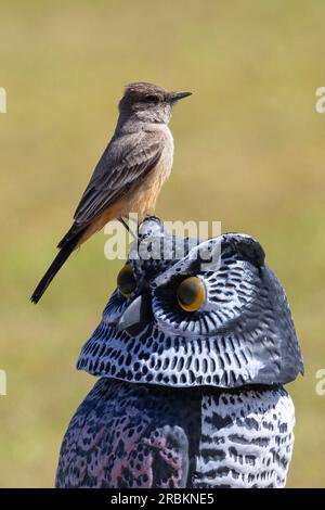 western wood pewee (Contopus sordidulus), perching on the head of a decoration owl, side view, USA, Arizona, Scottsdale Stock Photo