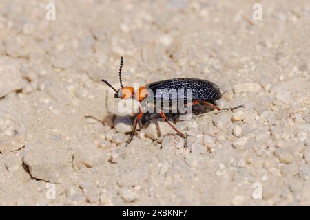 desert blister beetle, master blister beetle (Lytta magister), male, side view, USA, Arizona, Pinnacle Peak, Scottsdale Stock Photo