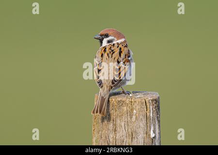 Eurasian tree sparrow (Passer montanus), perching on a wooden post, Germany, Hesse Stock Photo