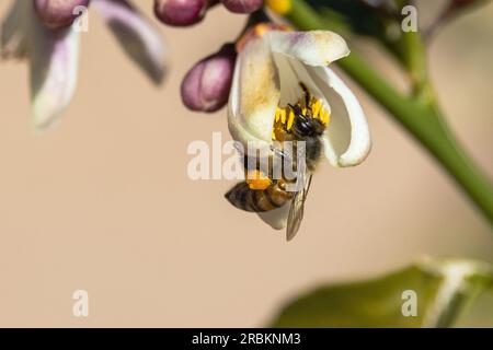 hive bee (Apidae), Bee collecting pollen from citrus blossom, USA, Arizona, Scottsdale Stock Photo