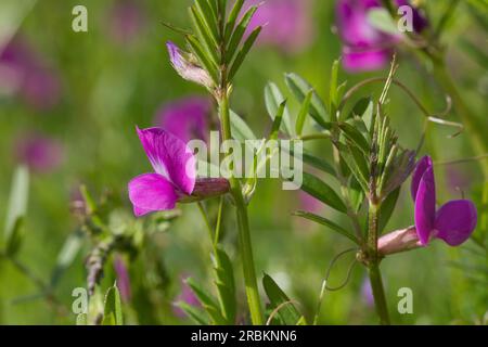 Common vetch (Vicia angustifolia ssp. segetalis, Vicia segetalis, Vicia sativa subsp. segetalis), flowers, Germany Stock Photo