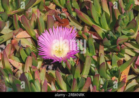 freeway iceplant, Hottentot fig (Carpobrotus edulis), with pink flowers, USA, California, Carrapata Beach, Monterey Stock Photo