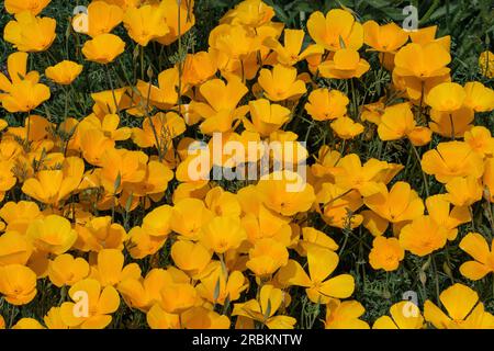 Californian poppy, California poppy, gold poppy (Eschscholzia californica), flowers, wild form, USA, Arizona, Sonora-Wueste, Phoenix Stock Photo