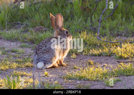 Desert Rabbit, Desert Cottontail Rabbit (Sylvilagus audubonii), in the evening light, USA, Arizona, Scottsdale Stock Photo