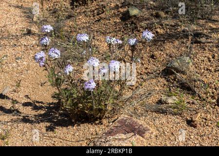 rose vervain, rose mock vervain, rose verbena (Glandularia canadensis), blooming, USA, Arizona, Sonora-Wueste, Cave Creek Stock Photo