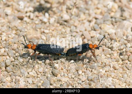 desert blister beetle, master blister beetle (Lytta magister), mating, side view, USA, Arizona, Pinnacle Peak, Scottsdale Stock Photo