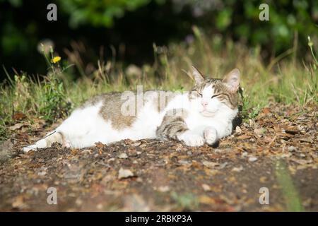 Smiling cat, sleeping in the garden Stock Photo