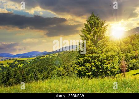 coniferous forest in mountains in the summer in good weather at sunset. beautiful countryside scenery in evening light Stock Photo