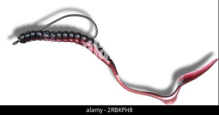 Black and purple rubber fishing worm rigged up with a hook to be fished  weedless Stock Photo - Alamy